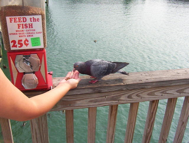 Myrtle Beach 21
